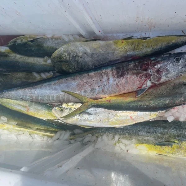 Mahi Mayhem with a Wahoo Finish