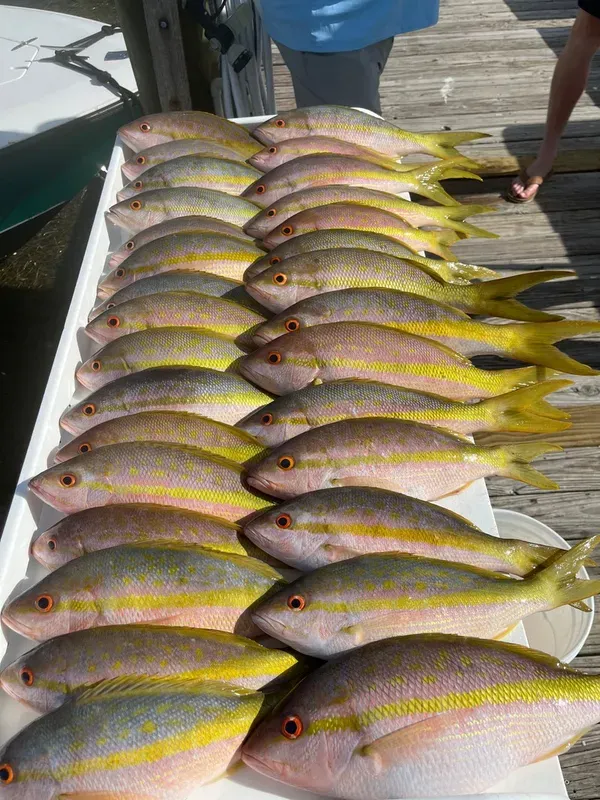 Yellowtail Snapper