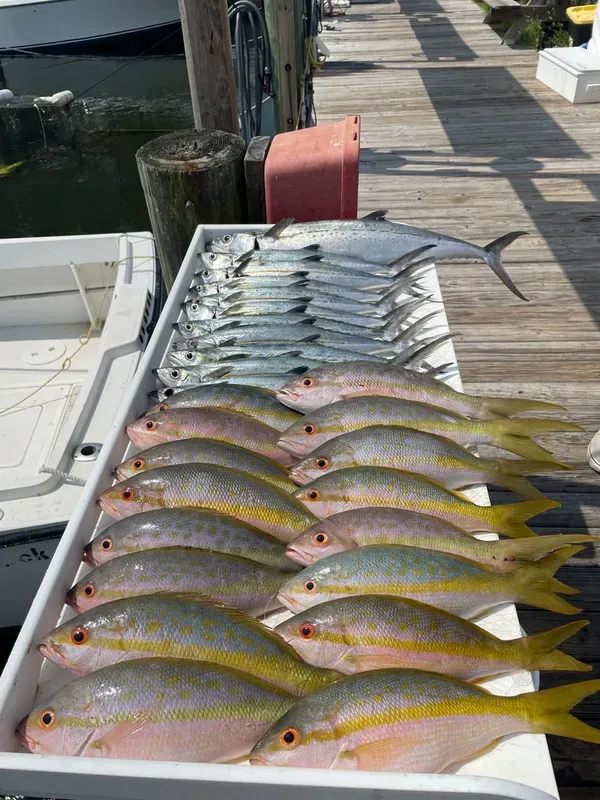 Yellowtails and Cero Mackerel, reef fishing staples!