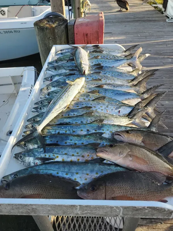 Winter time Spanish Mackerel!